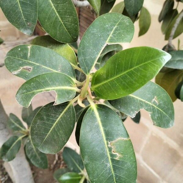 Ficus rubiginosa Leaf