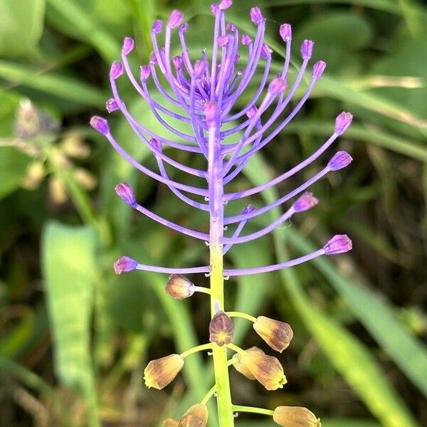 Muscari comosum Blüte