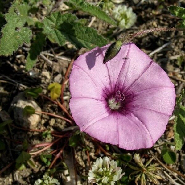 Convolvulus althaeoides Flower