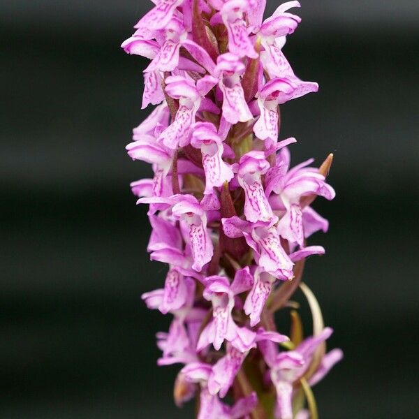 Dactylorhiza incarnata Blomst