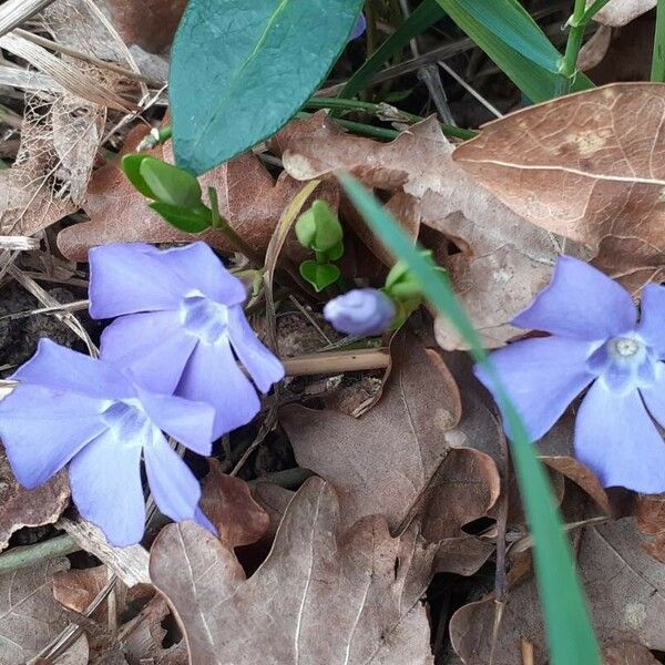 Vinca minor Flower