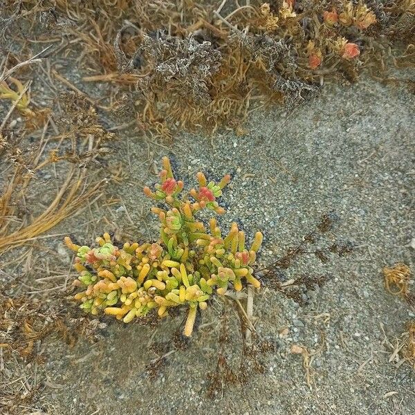 Mesembryanthemum nodiflorum Листок