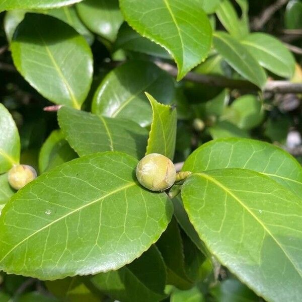 Camellia sasanqua Virág