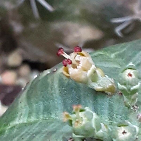 Euphorbia obesa 花