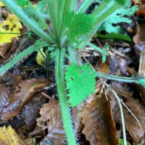 Scrophularia vernalis Φύλλο