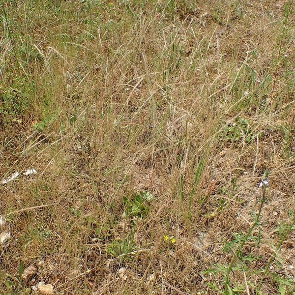 Festuca myuros Elinympäristö