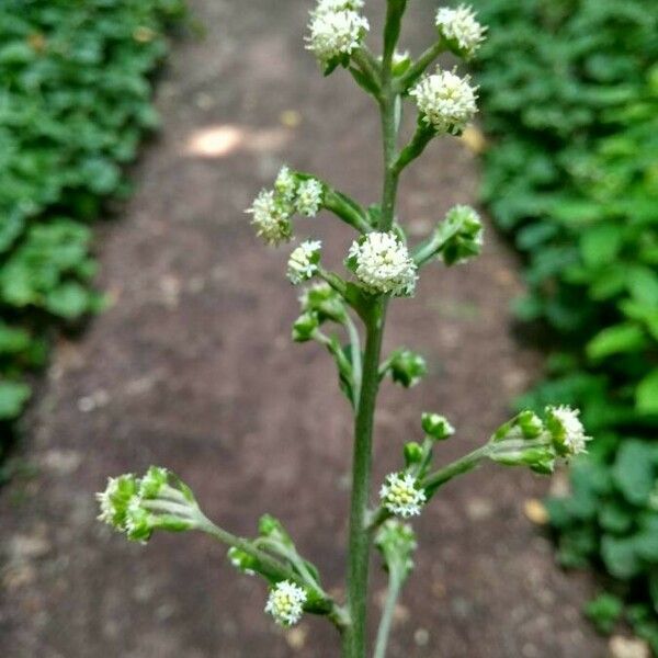 Adenocaulon bicolor Flor