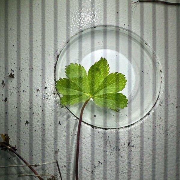 Alchemilla glabra Leaf