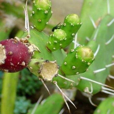 Opuntia elatior Ovoce