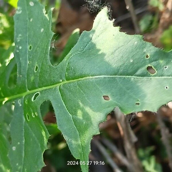 Sisymbrium loeselii Leaf