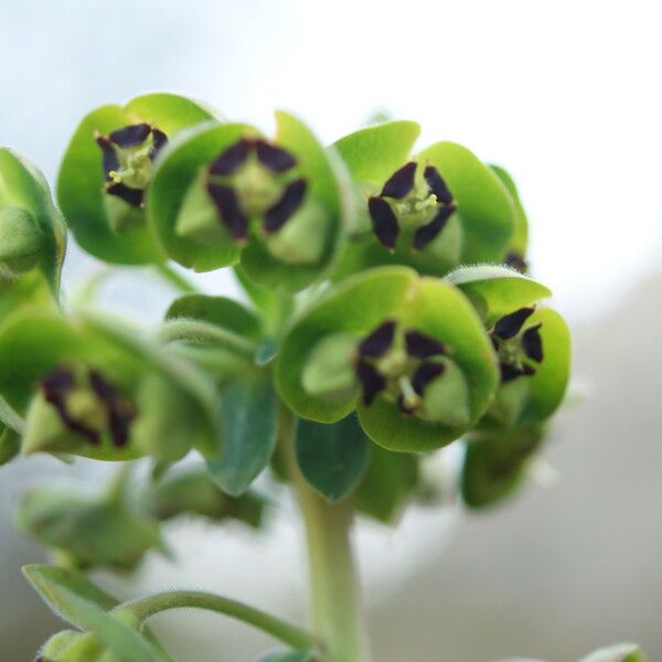 Euphorbia characias Flower