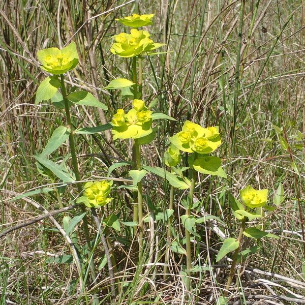 Euphorbia serrata Hábito