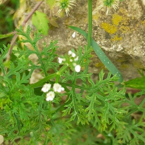 Caucalis platycarpos Цвят