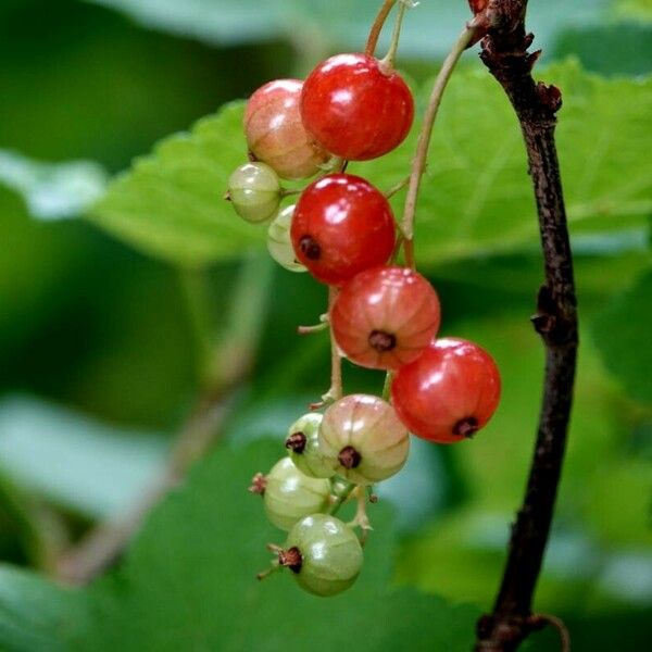 Ribes rubrum 果実