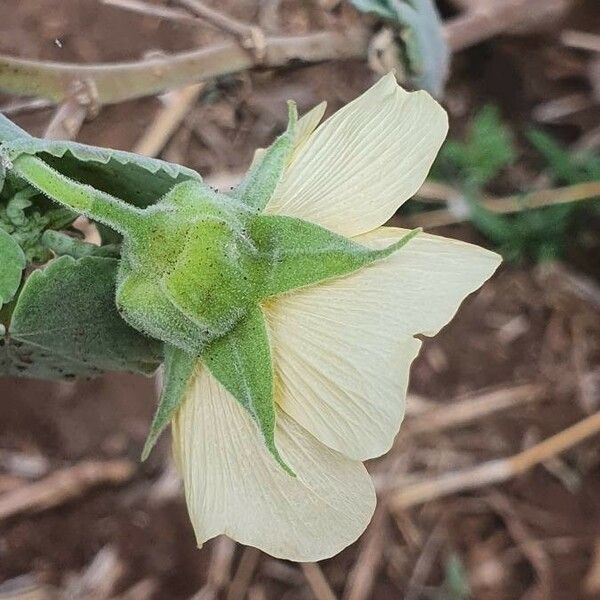 Abutilon grandiflorum Flower