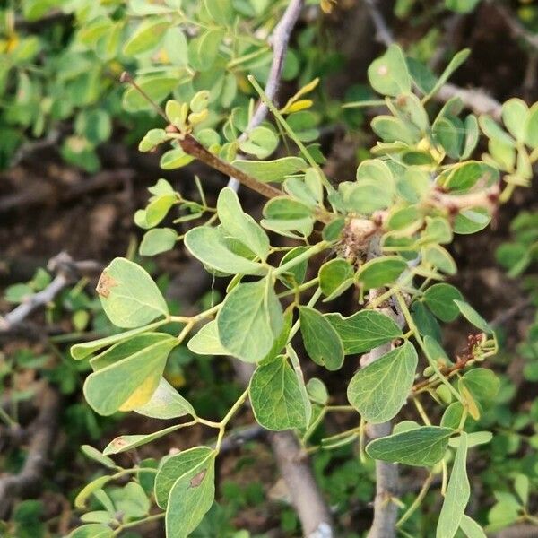 Senegalia mellifera Blad