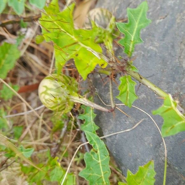 Solanum linnaeanum Φρούτο