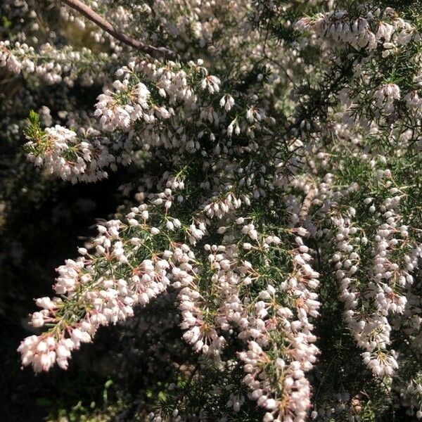 Erica arborea Flower