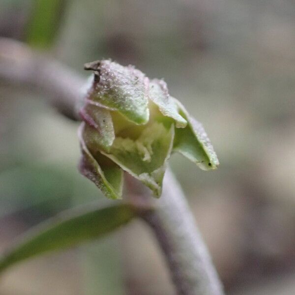 Epipactis microphylla Flower