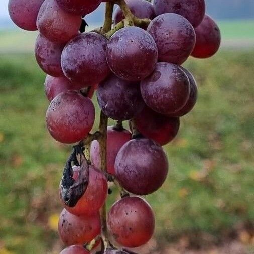 Vitis vinifera Плод