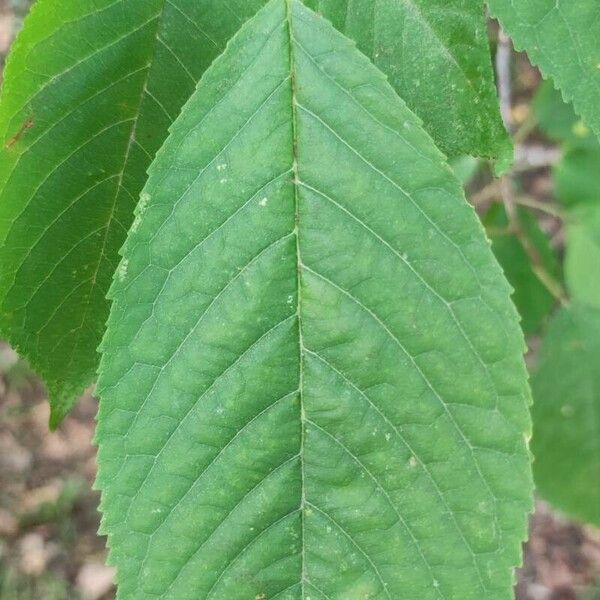 Prunus avium Blatt