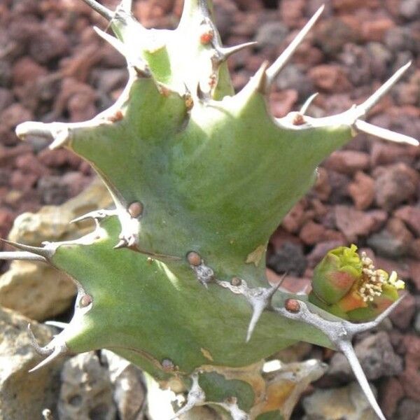 Euphorbia tortirama Folla