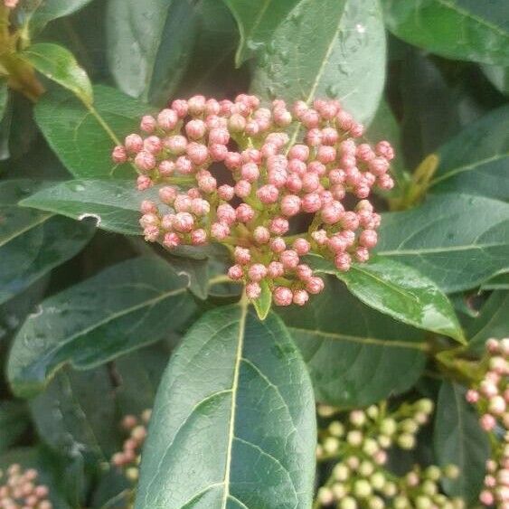 Viburnum tinus Flower