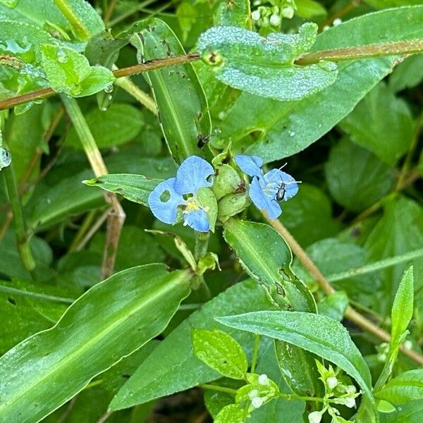 Commelina caroliniana Flower