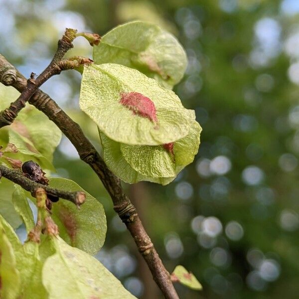 Ulmus minor Fruit