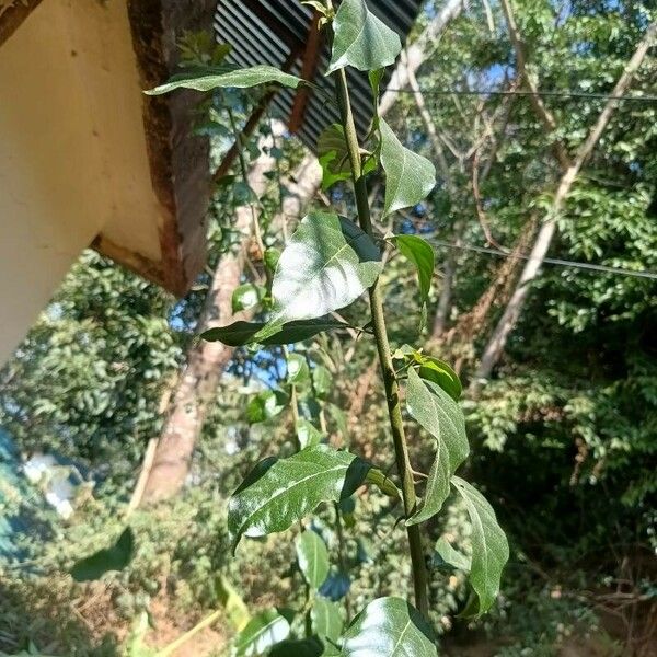 Bougainvillea glabra Blad