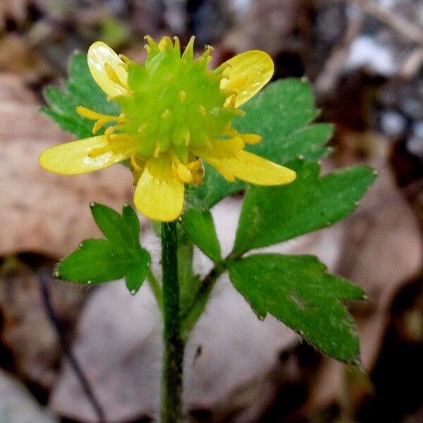 Ranunculus repens Kukka