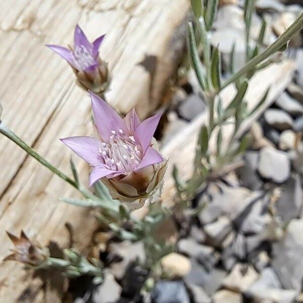 Xeranthemum inapertum Flower