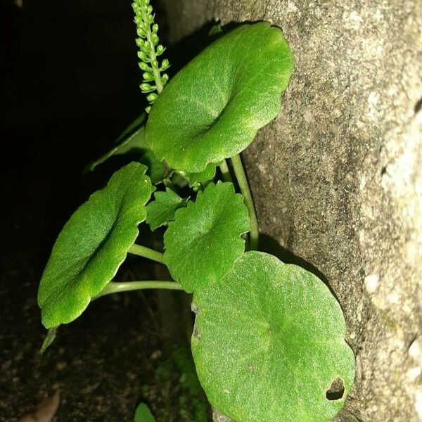 Umbilicus rupestris Frunză