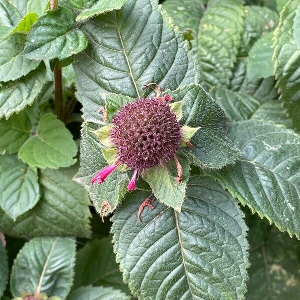 Monarda didyma 花