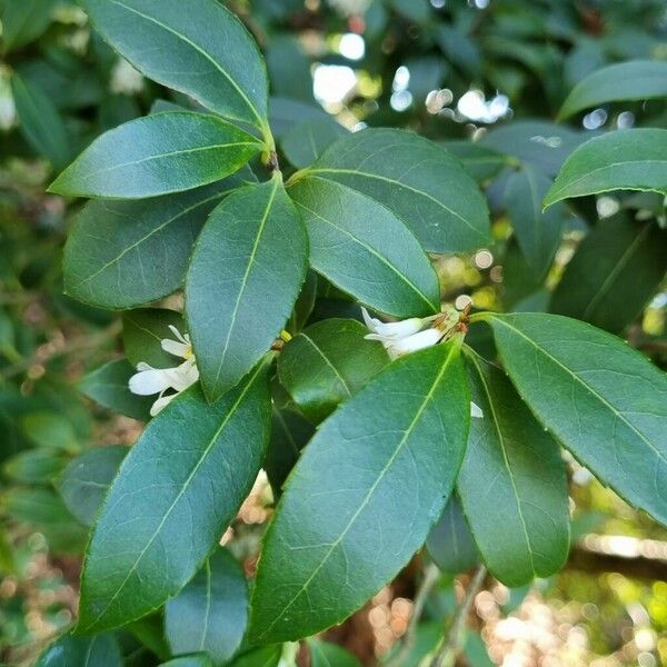 Osmanthus fragrans Leaf