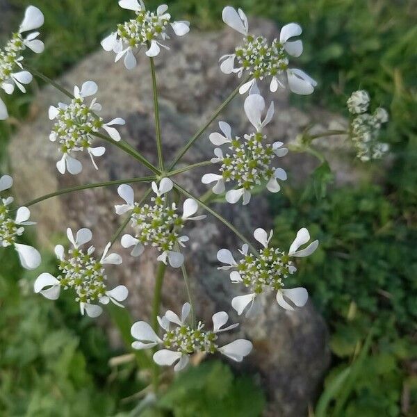 Tordylium apulum Flower