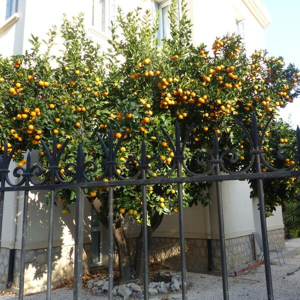 Solanum laxum Celota