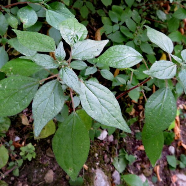 Amaranthus graecizans Folha