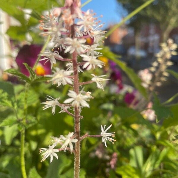 Tiarella cordifolia Flors