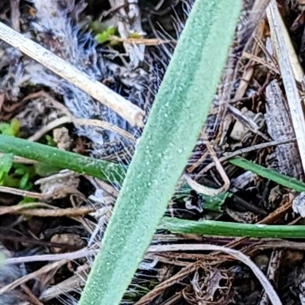 Plantago bellardii पत्ता