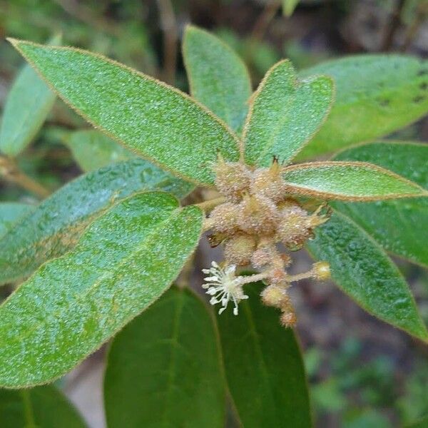 Croton flavens Flower