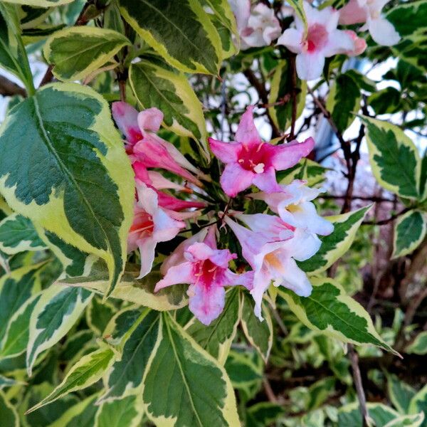 Weigela florida Hoja