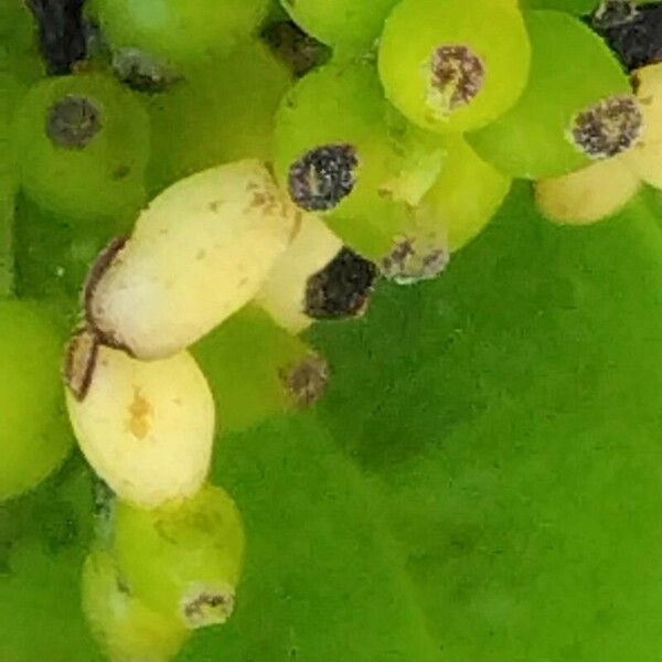 Sarcandra glabra Flower