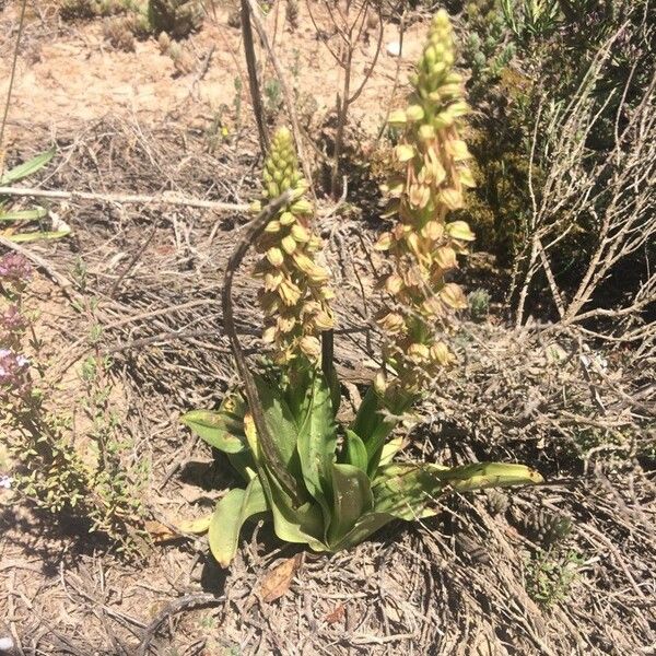 Orchis anthropophora Habitat