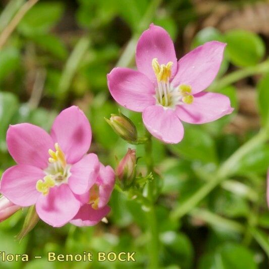 Centaurium portense Flors