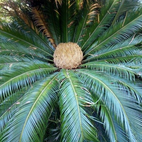 Cycas revoluta Leht