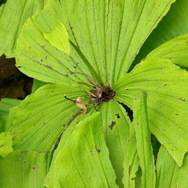 Cypripedium formosanum 葉