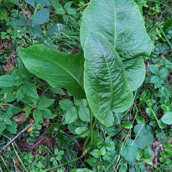 Rumex obtusifolius Habitat