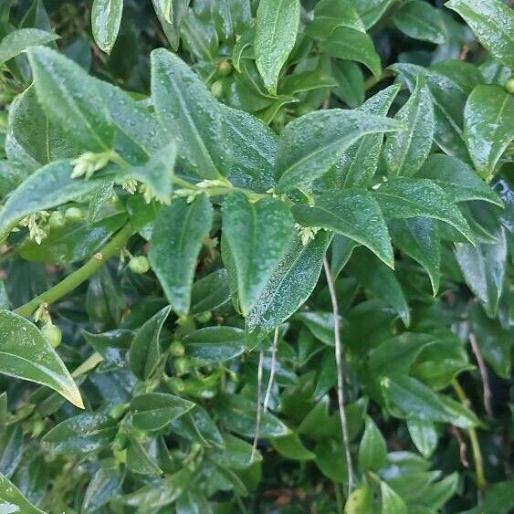 Sarcococca hookeriana Folla