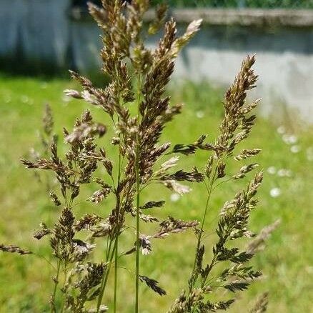 Agrostis stolonifera Flower